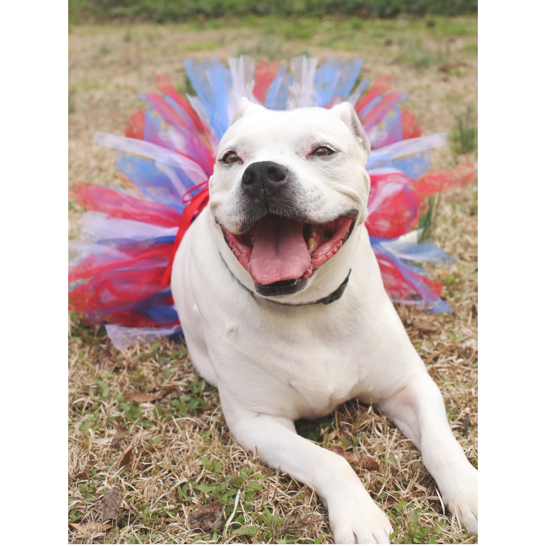 Red/White/Blue Pet Tutu Skirt