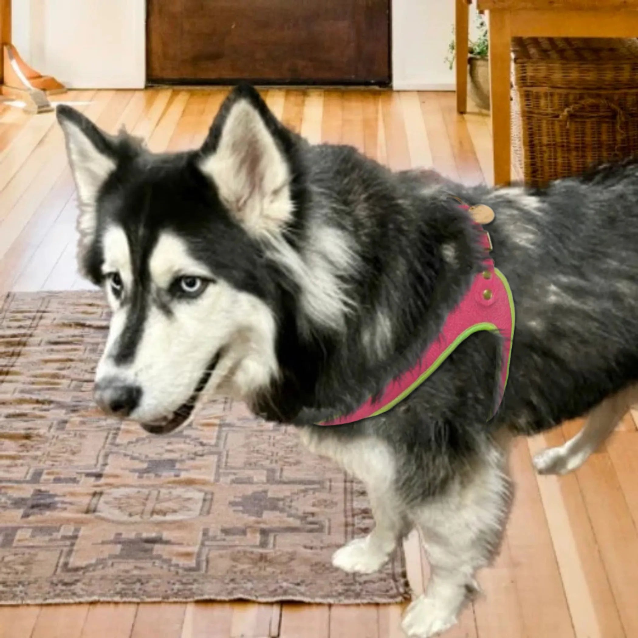 Leather Step-in Pet Harness (10 Colors Available)
