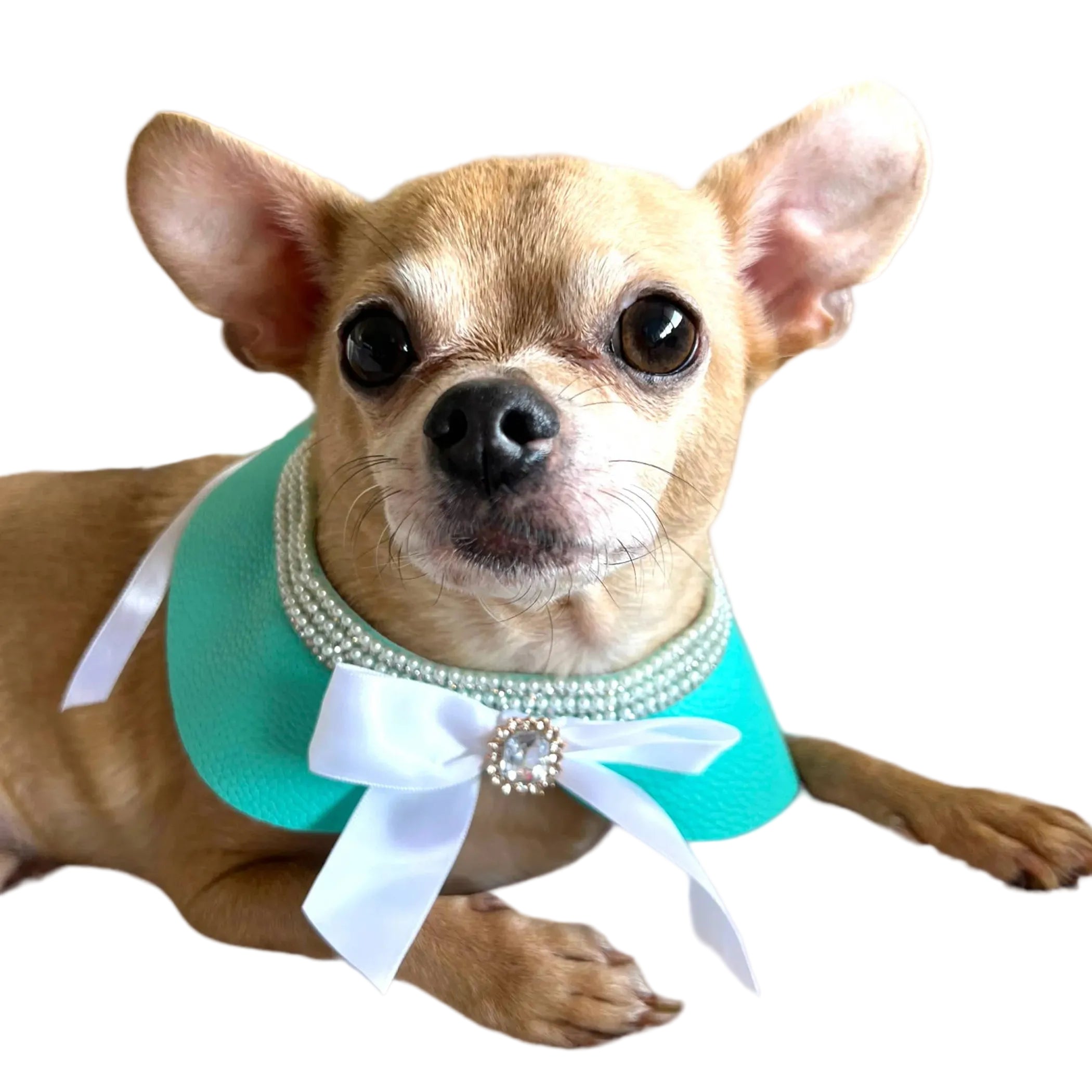 Sniffany & Co. | Blue Neck Collar