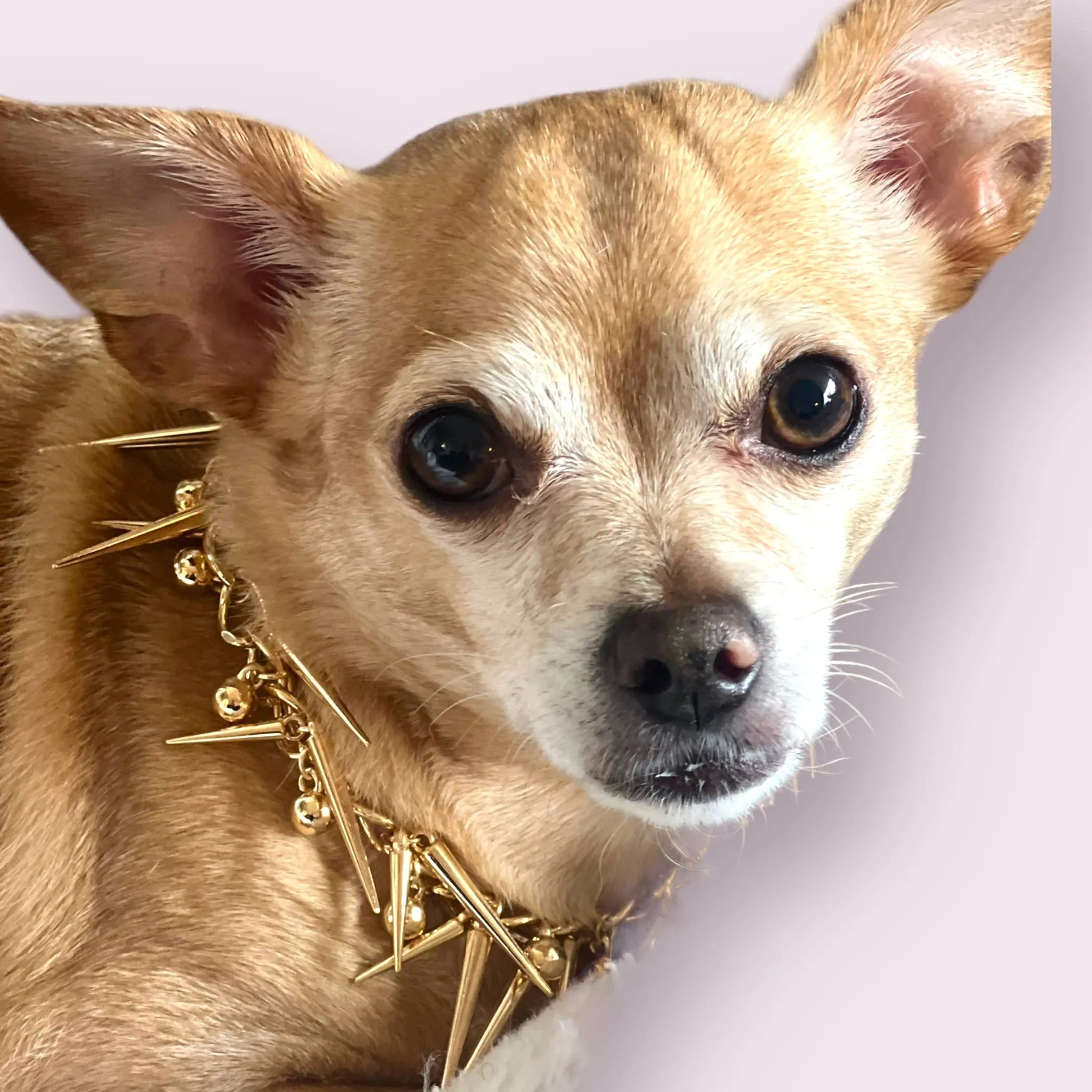 Spikey Stud Chain | Pet Necklace
