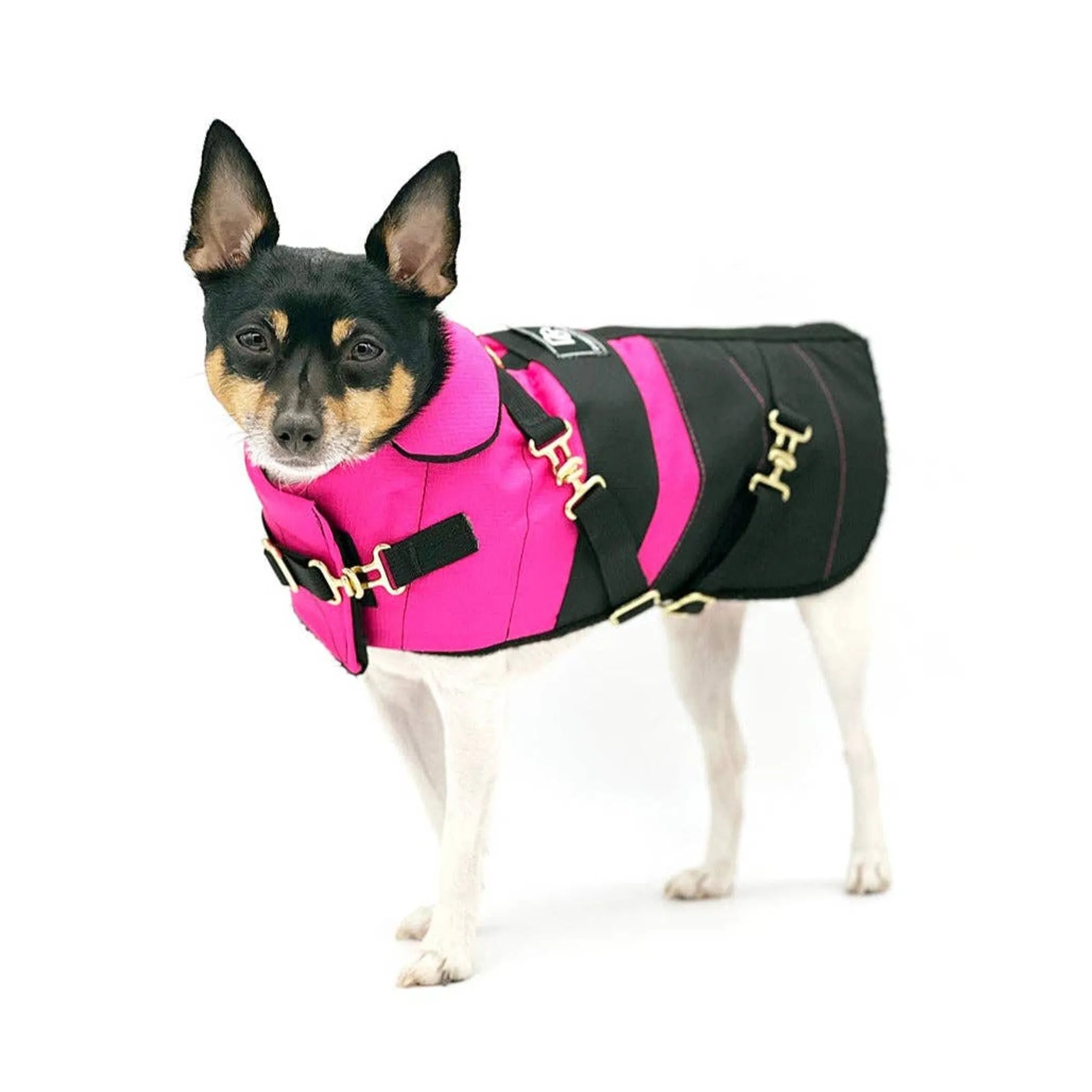 Equestrian Collection | "Fun with Fuschia"
