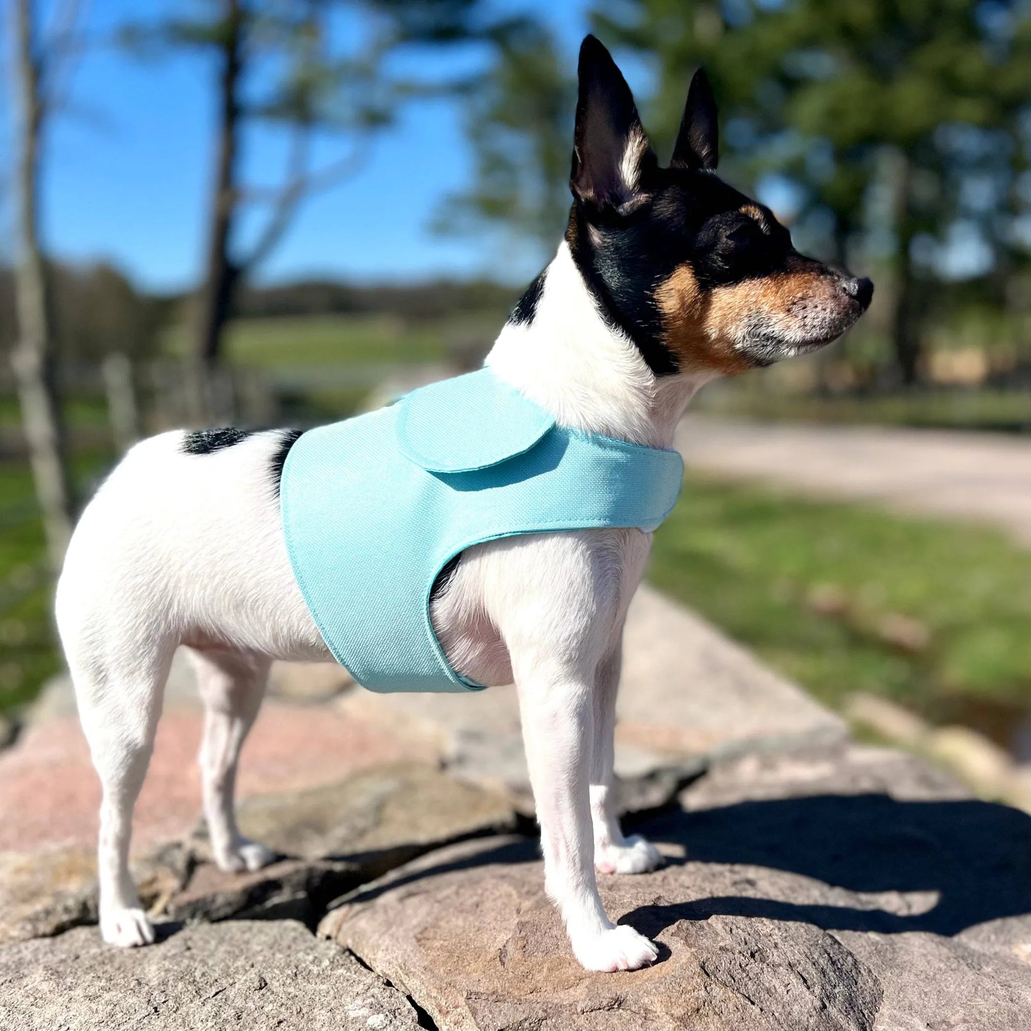 Cute Harness Vest (3 Colors Available)