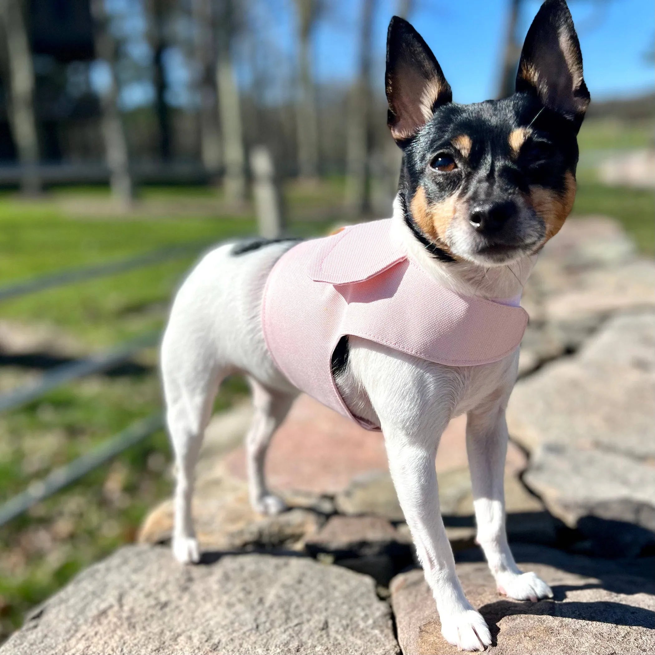 Cute Harness Vest (3 Colors Available)