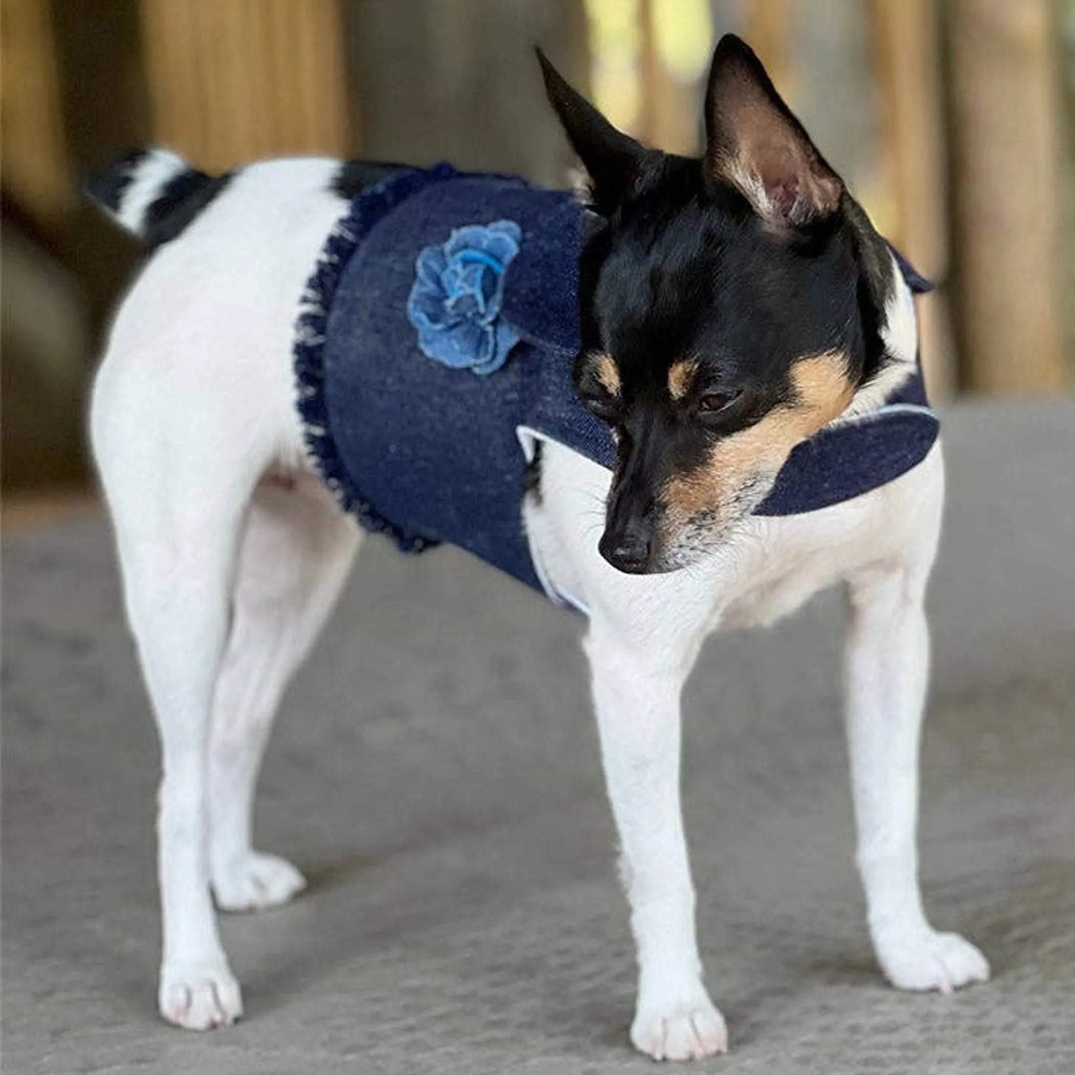 Cute Harness Vest (3 Colors Available)