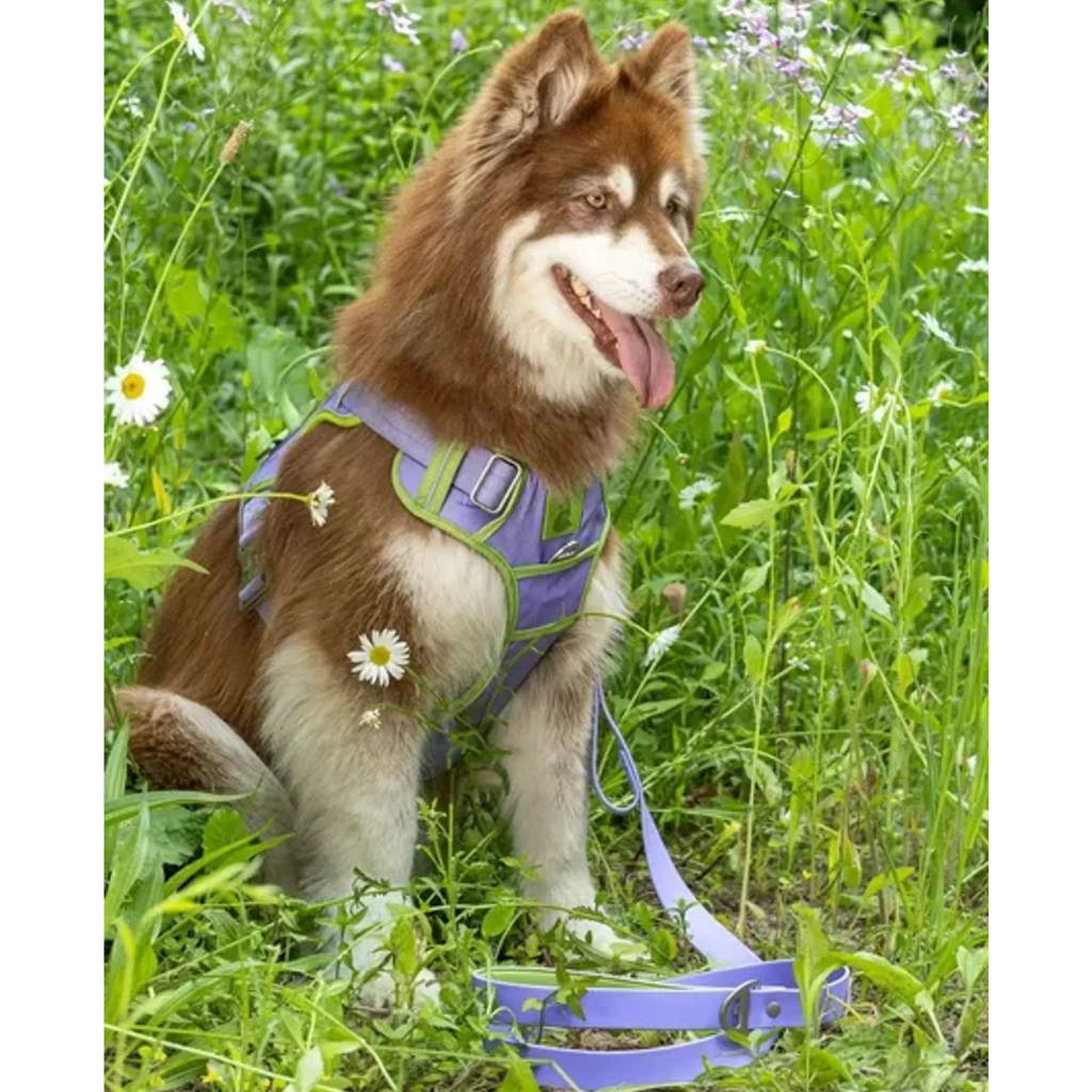 Lavender Garden Ultimate Dog Harness