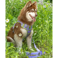 Lavender Garden Ultimate Dog Harness