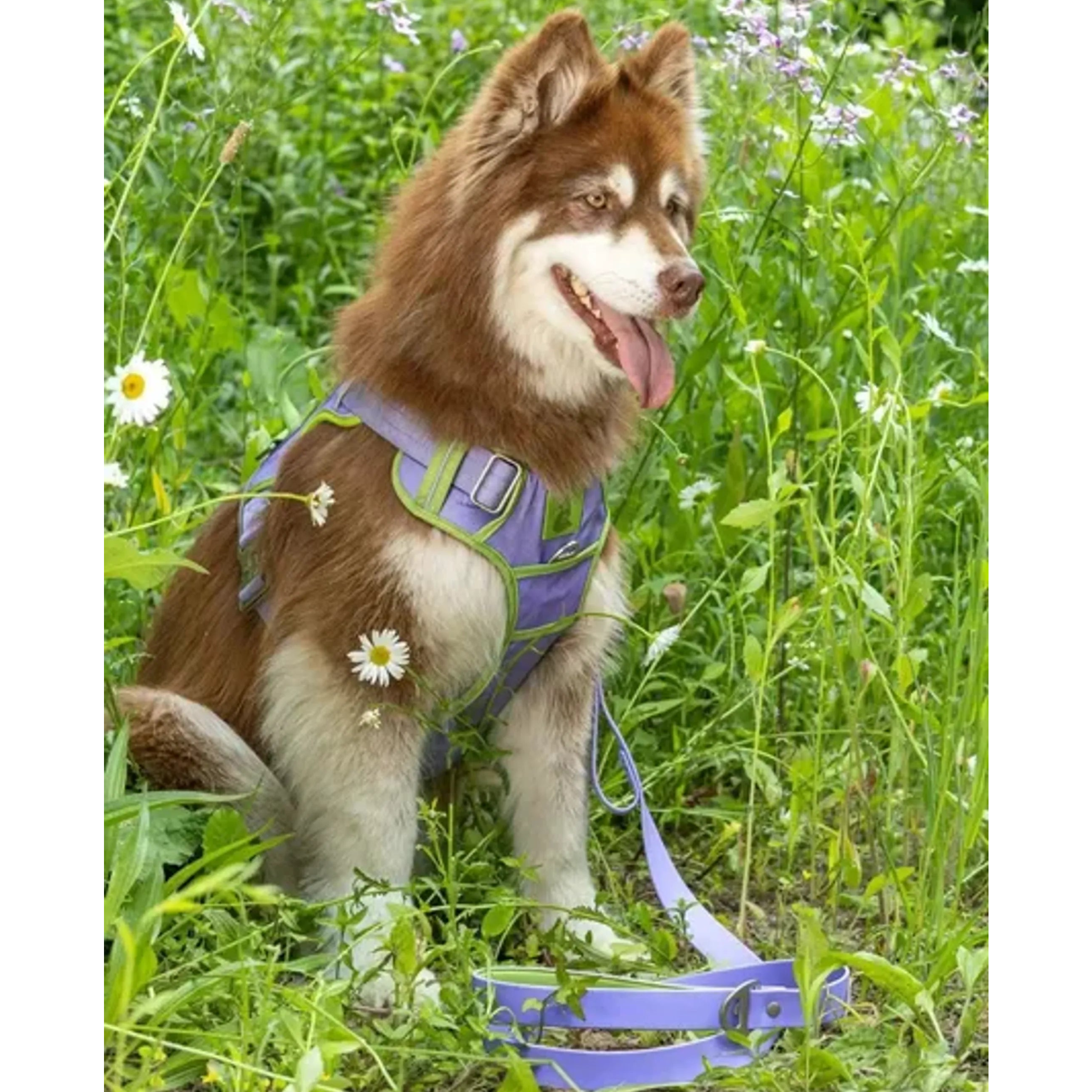 Lavender Garden Ultimate Dog Harness