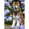 Lavender Garden 6' Waterproof Dog Leash