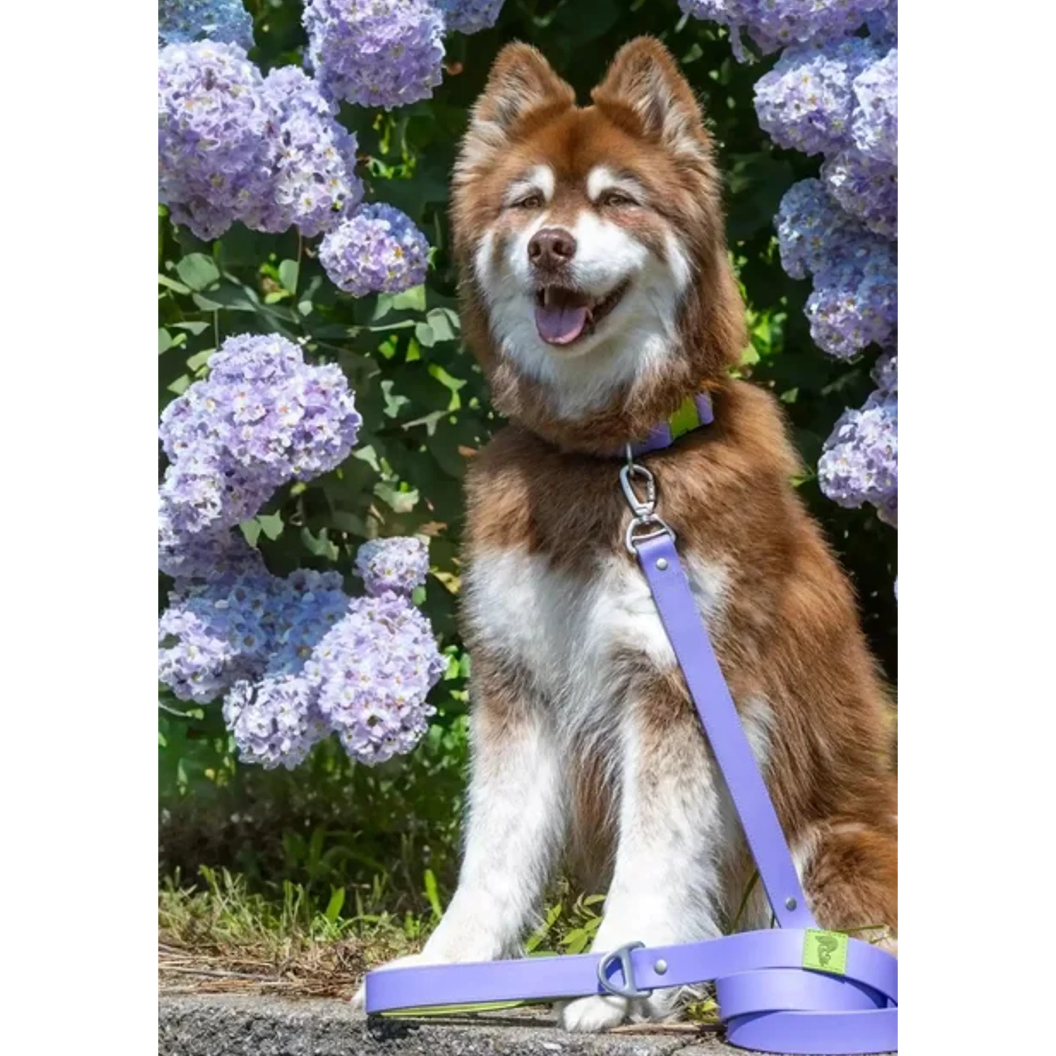 Lavender Garden 6' Waterproof Dog Leash