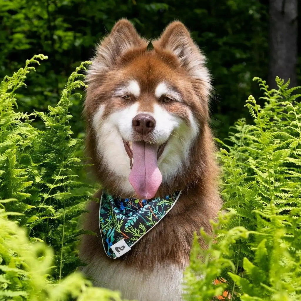 Magical Fern Forest Dog Bandana & Matching Keychain