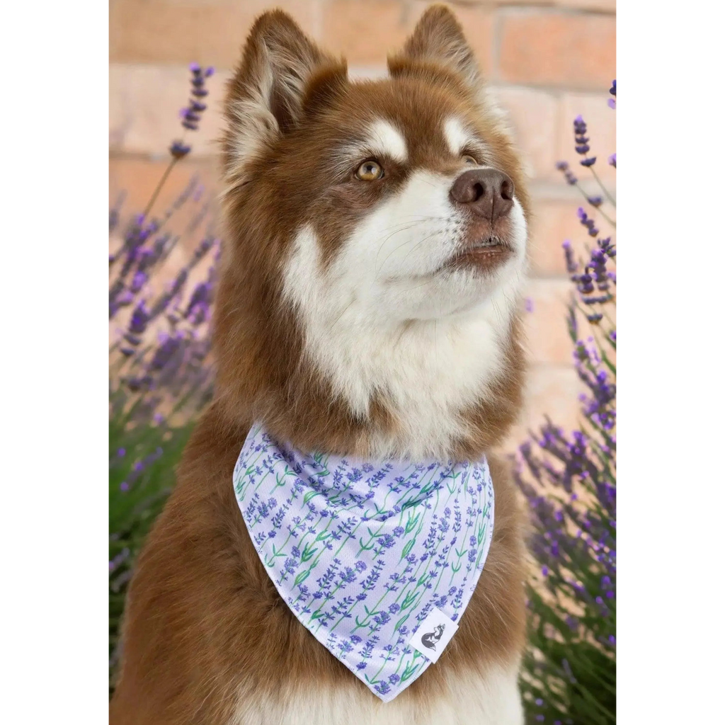 Lavender Blooms Dog Bandana & Matching Keychain