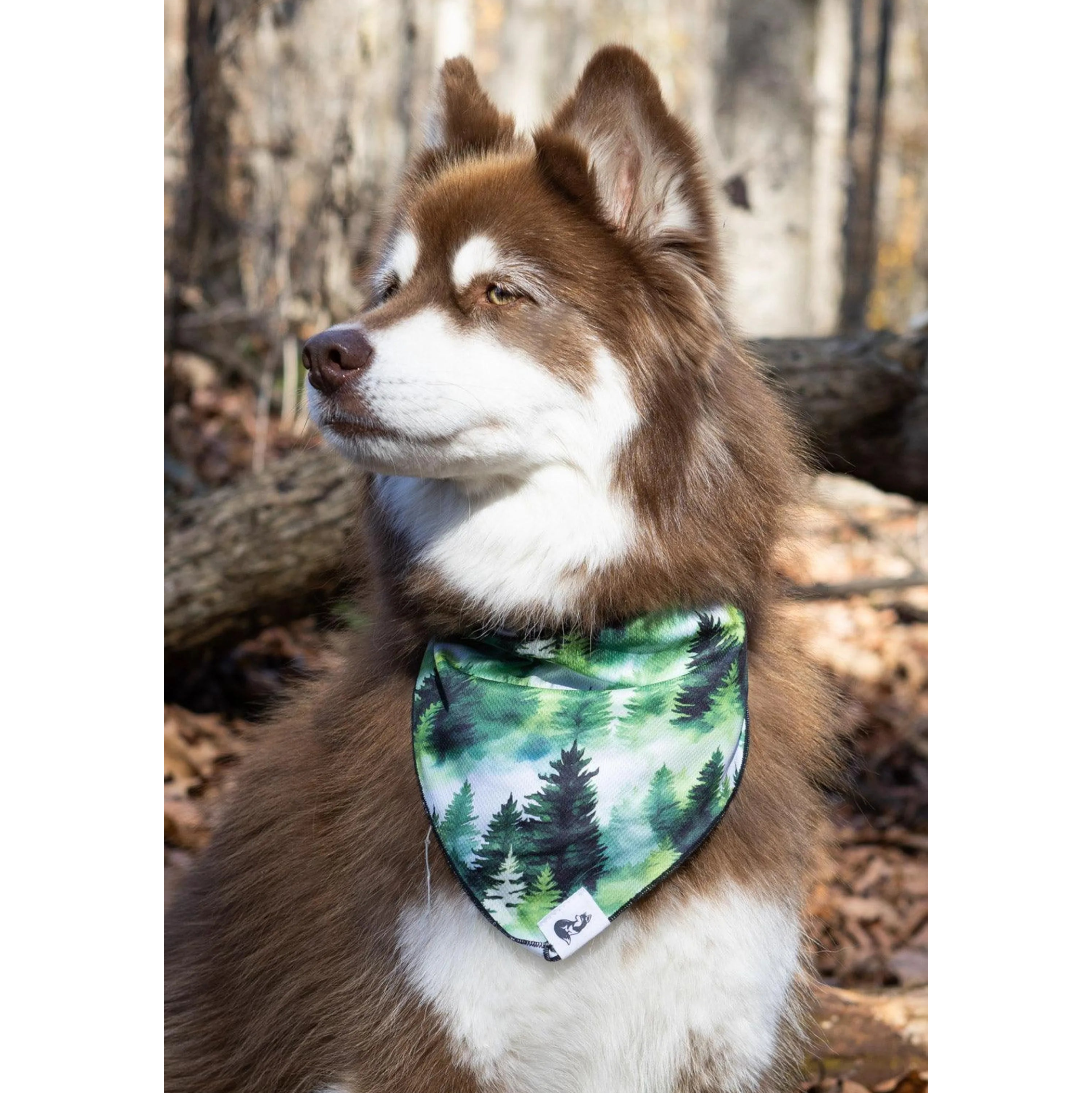 Evergreen Explorer Dog Bandana & Matching Keychain