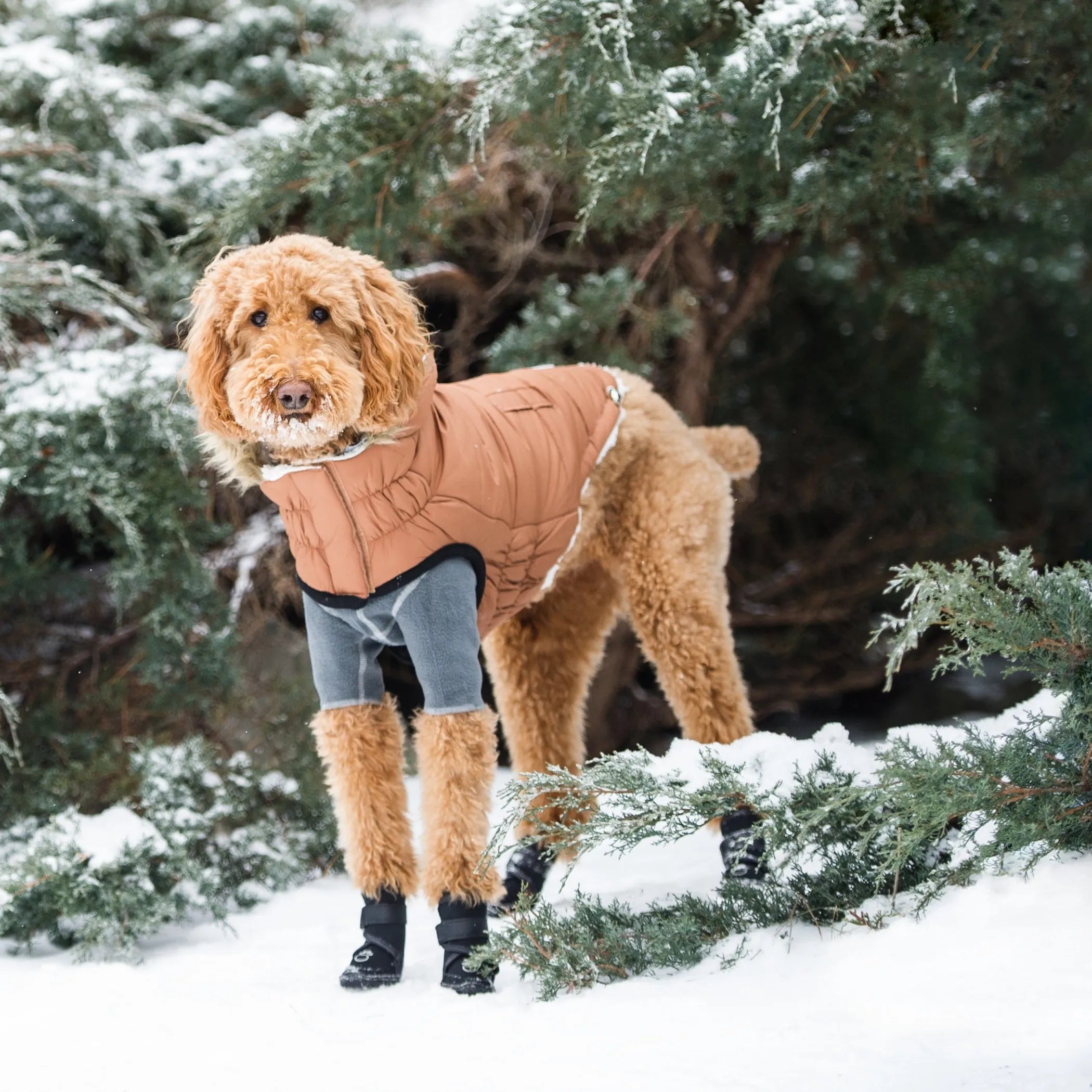 Pet  Elasto‑Fit Urban Dog Parka (2 Colors Available)