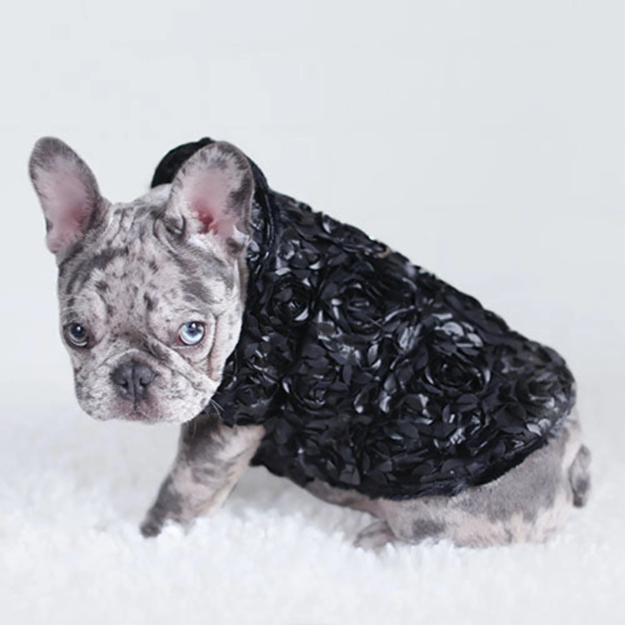 Victorian Pet Coat (Black)