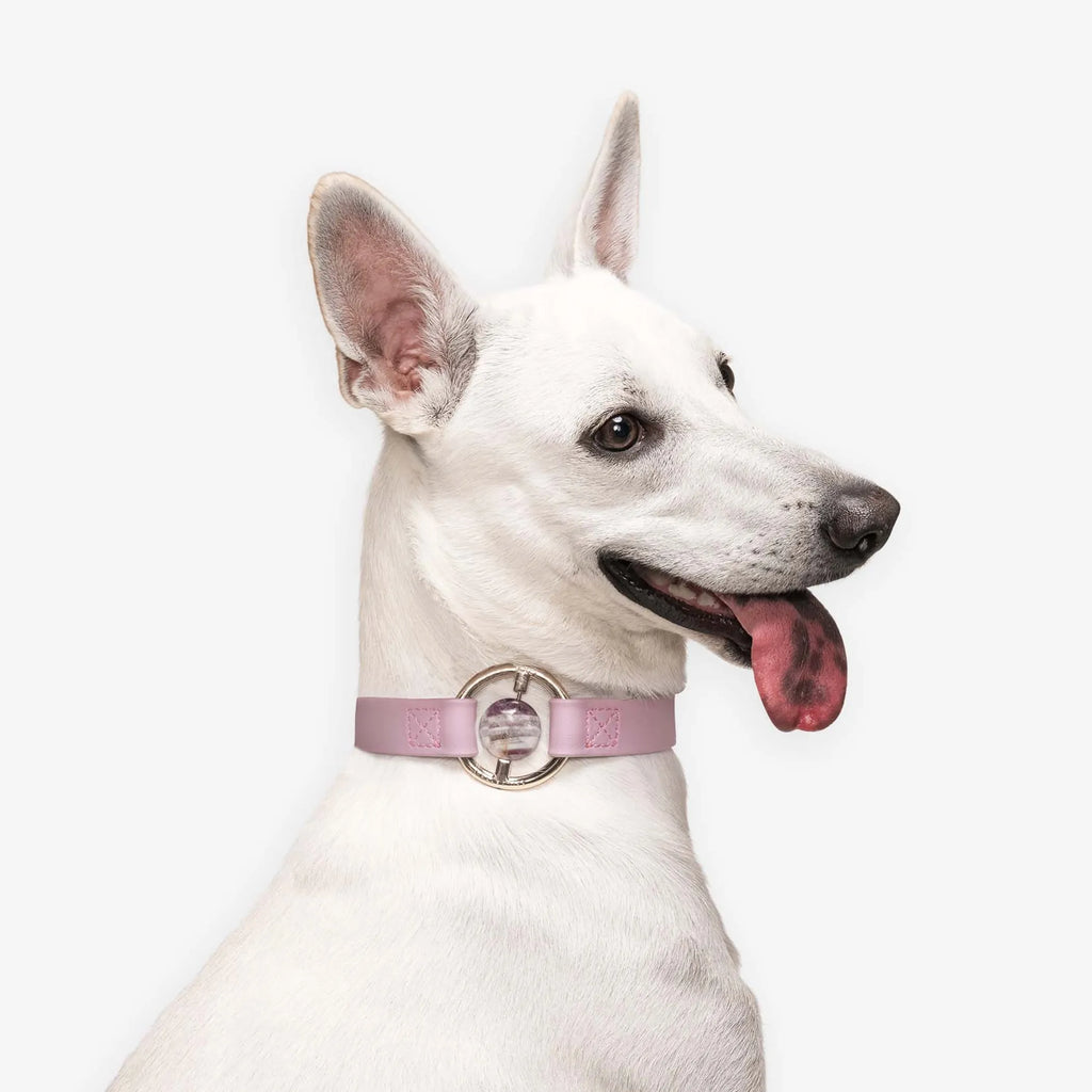 All Eyes On Me Collar (5 colors Availabel)