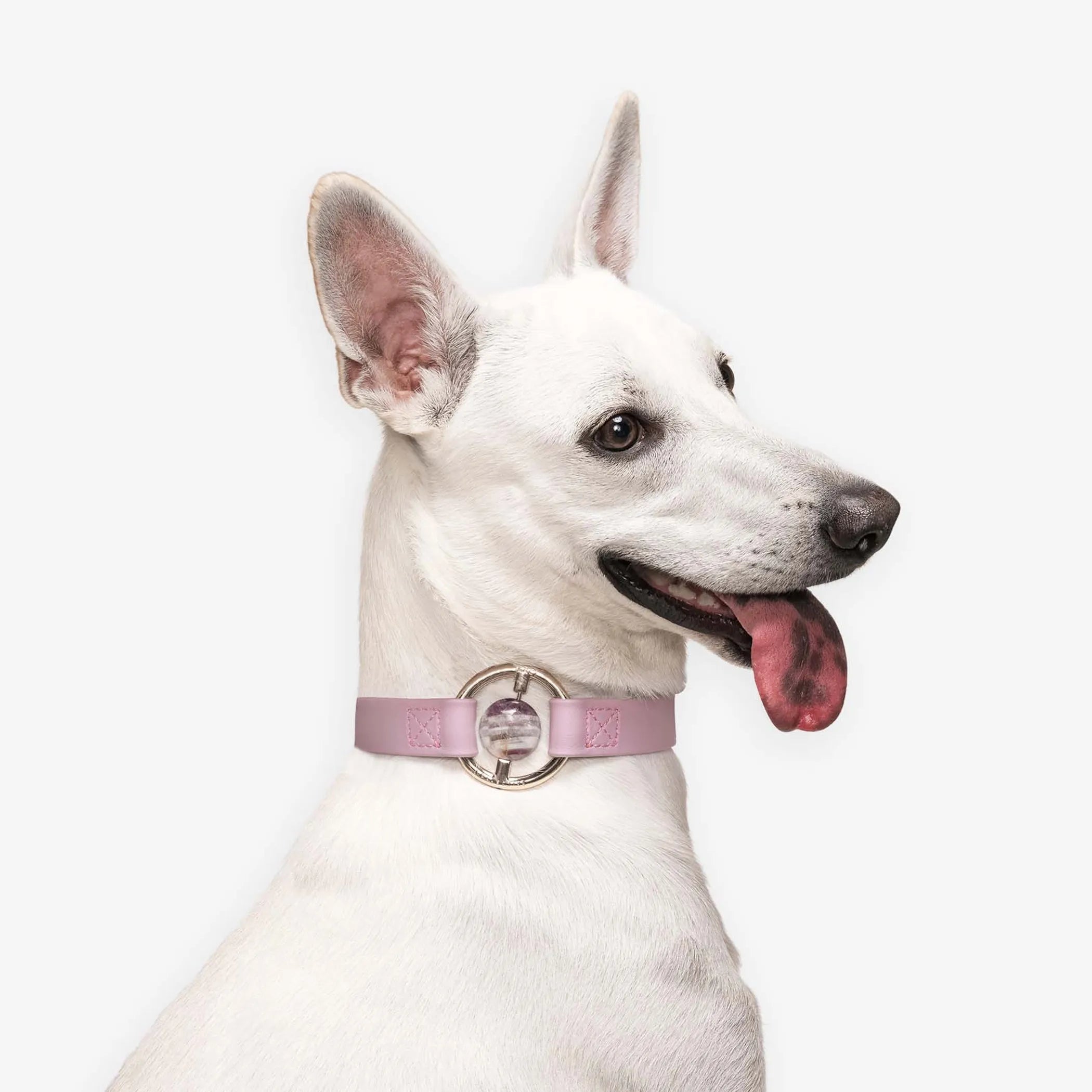All Eyes On Me Collar (5 colors Availabel)