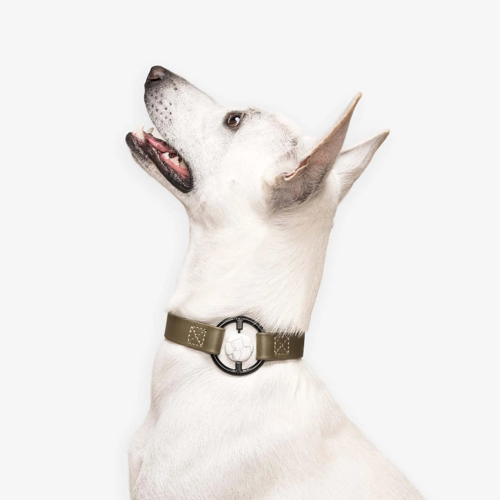 All Eyes On Me Collar (5 colors Availabel)