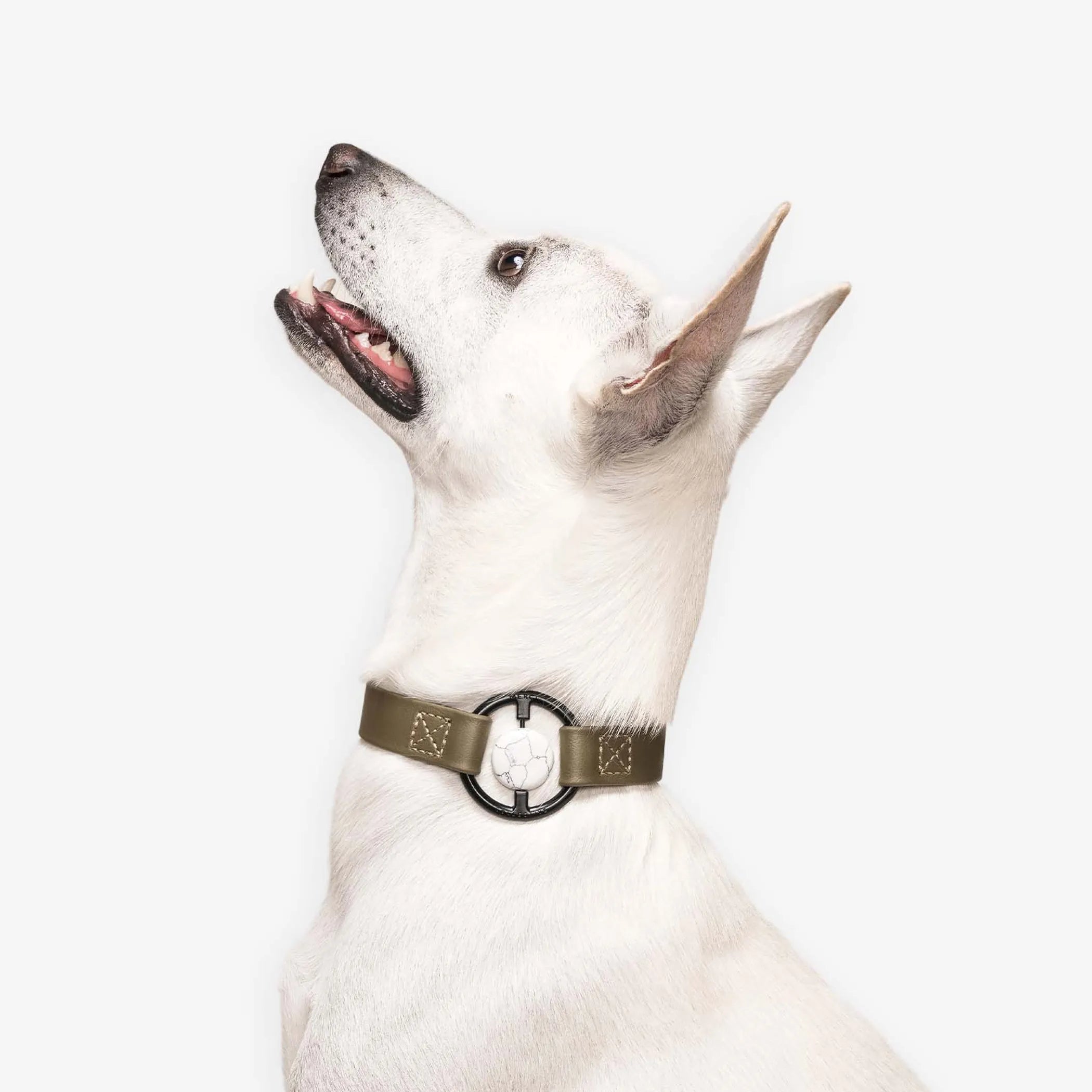 All Eyes On Me Collar (5 colors Availabel)