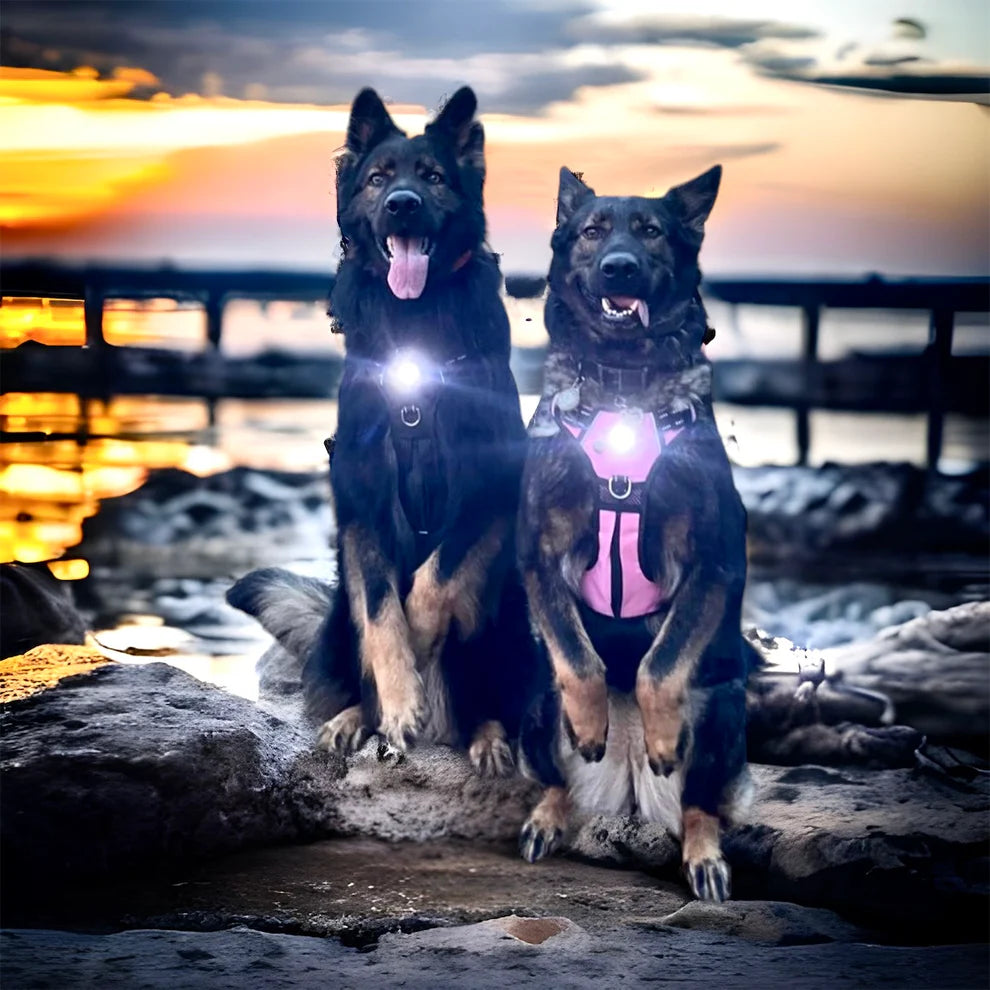 Pet Harness with Built In LED Light (6 Colors Available)